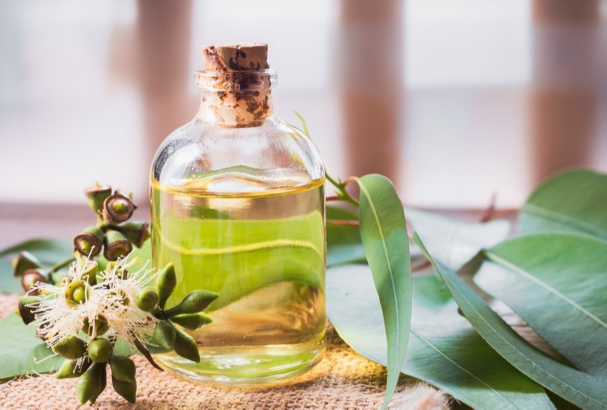 70-pure-eucalyptus-essential-oil
